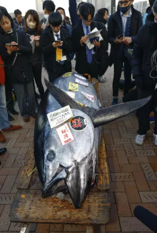 Massive Tuna Fish is sold for almost $800,000 at Tokyo auction